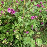 Mauve annuelle, Lavatère d’un trimestre, Rose trémière annuelle