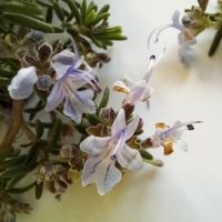 Romarin officinal, Herbe aux couronnes, Rosée de la mer, Rosemary, Encensier