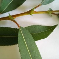 Saule à trois étamines, Saule feuilles d’amandier